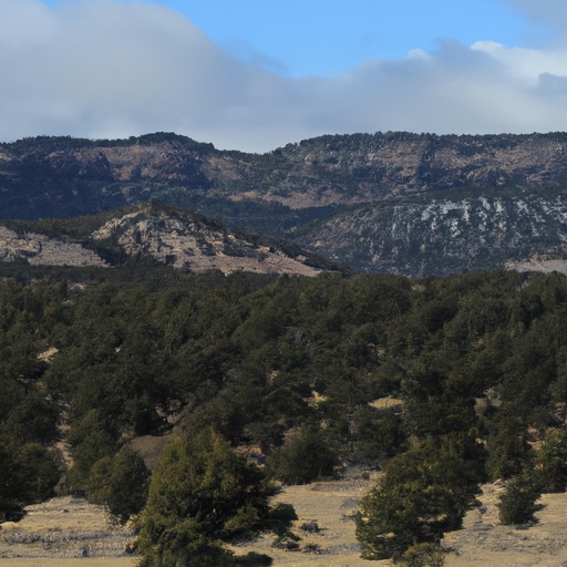 Quick sale for land in New Mexico